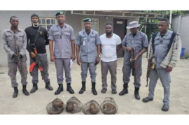 Nigeria Customs Seizes Live Pangolins, Warns Wildlife Traffickers