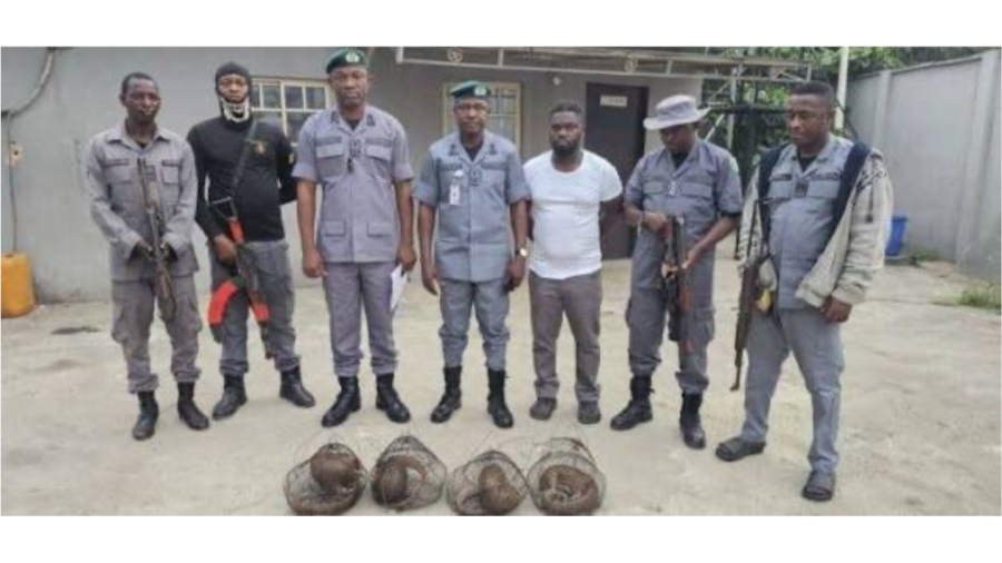 Nigeria Customs Seizes Live Pangolins, Warns Wildlife Traffickers